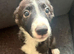 8 week old Collie X puppies £295