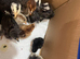 Pekin bantam