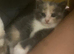 Beautiful x3 kittens for sale