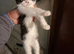 Kitten ready to leave
