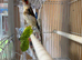 Good bird