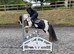 Stunning mini cob
