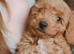 Toy cavapoo