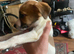 7 puppies for sale