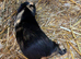 Female guinea pigs