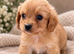 Two Cavachons puppies