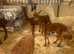 Yearling Alpaca boys