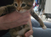 Kitten