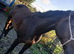 Stunning Irish sports horses