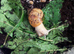 Giant African land  snails