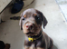 Lovely Euro Doberman pups