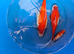 5 large colourful goldfish