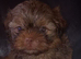 Imperial shih tzu puppies
