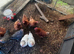 Warren laying hens