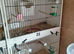 6 bengalese finches for sale