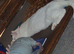 Female Turkish angora