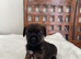 Border Terrier Pups