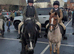 13.2 cob gelding
