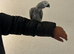 African Grey Tamed & Talking