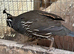 Pair of Californian Quail