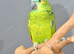 Blue Fronted Amazon Talking Parrot,18