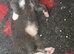 Beautiful fluffy Ragcoon kittens
