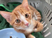 Fluffy Ginger and White Female Kitten