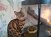 Female bengal