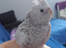 Hand reared hand tame female cockatiel