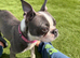 Stunning Kc reg blue boston terrier girl