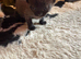 2 male Russian black kittens