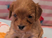 Extensively health tested F1 cavapoos