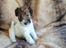 Quality Wire Fox Terrier Pups Available to 5* Homes.