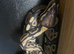 Ball python pastel hypo het pie