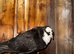 Iraqi basra pigeons male