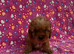 Cockapoo F2 puppies girls and boy Ready to go to there new loving homes