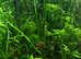 Vallisneria spiralis, Vallisneria 'Tiger' 40-50cm, Vallisneria Nana. Fast delivery within mainland UK.