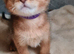 2 charming abyssinian boys