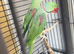 Bonded Alexandrine Breeding Pair – Ready for Breeding