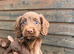 Spaniel puppies