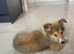 Rough collie sable puppy