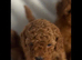 Genuine kc toy poodle 6 weeks old