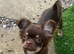 Russian chihuahua for sale