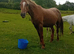 Mare and foal