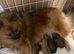 Pomerian puppies