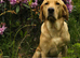 Proven Working Labrador Retriever for Stud - Fully Health Tested & KC Registered