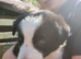 Border collie pups for sale