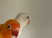 Fallows and split fallows for sale