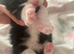 4 kittens ready for adoption