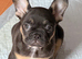 French bull dog puppy 9 weeks